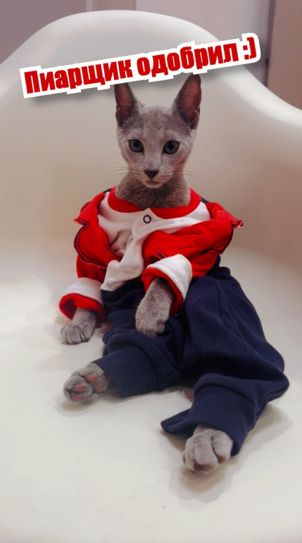 Когда твой кот — главный пиарщик! | Сетка — социальная сеть от hh.ru