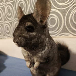 Роман Магоев | Сетка — социальная сеть от hh.ru