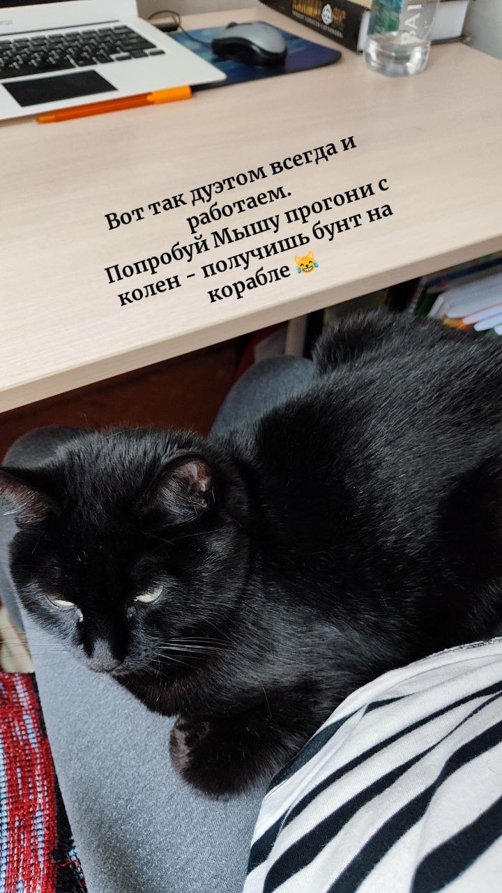 Ваши хвостики помогают вам работать?
Кстати, мою кошку зовут Мыша 😻 | Сетка — социальная сеть от hh.ru