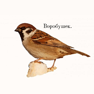 Воробушек