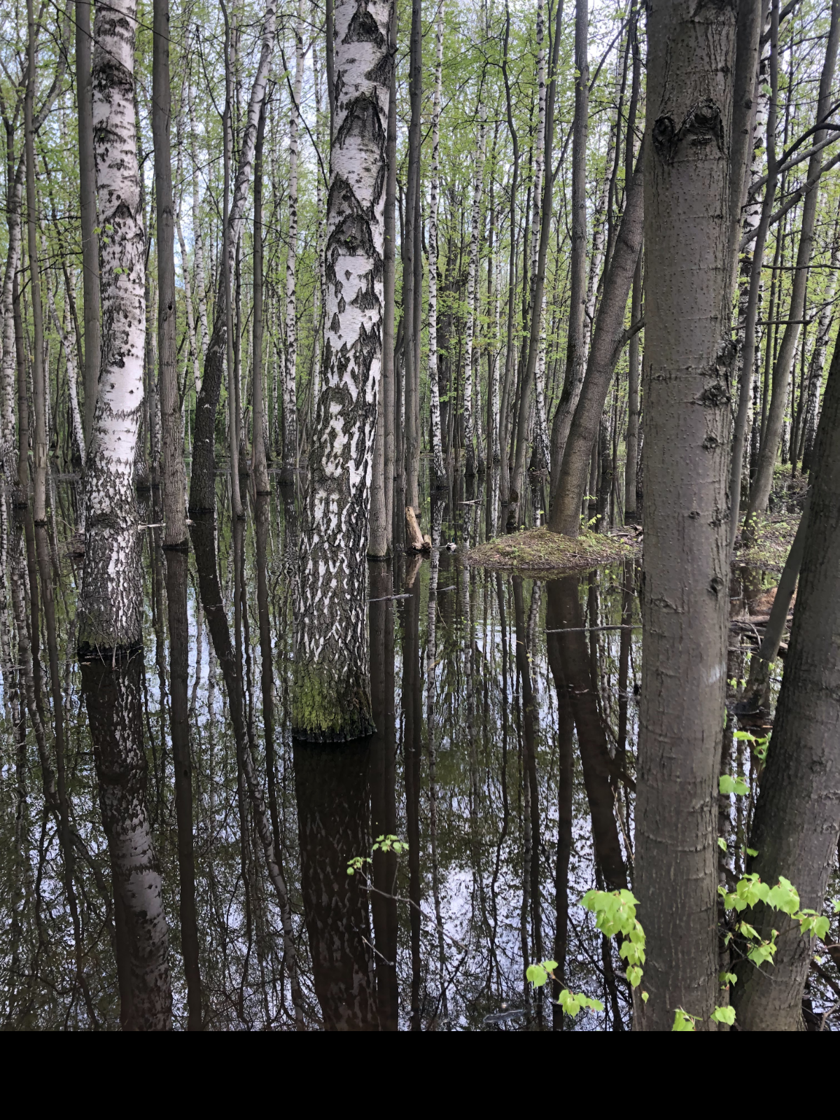 Дико нравится фото апрельского Кусково | Сетка — социальная сеть от hh.ru