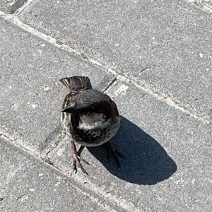 Иван Высоцкий