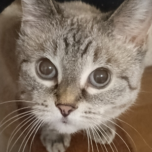 Александр Контарев