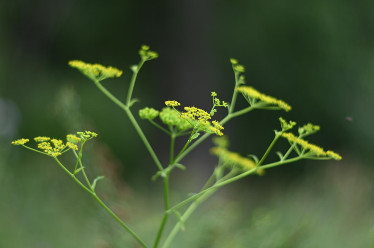 Выгуливала на днях мануальные стекла.
Побывала в трёх парках, поснимала на четыре стекла, прошла 25к шагов | Сетка — социальная сеть от hh.ru