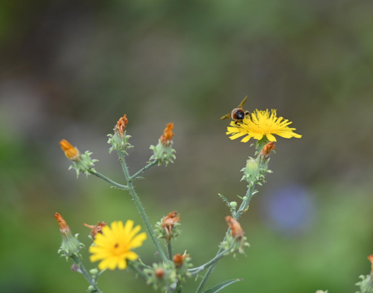 Выгуливала на днях мануальные стекла.
Побывала в трёх парках, поснимала на четыре стекла, прошла 25к шагов | Сетка — социальная сеть от hh.ru