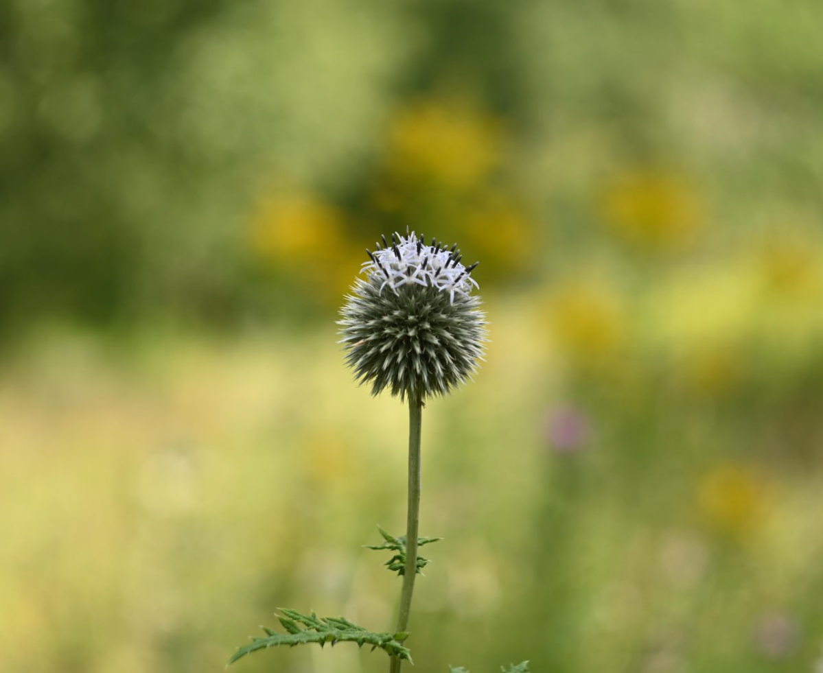 Выгуливала на днях мануальные стекла.
Побывала в трёх парках, поснимала на четыре стекла, прошла 25к шагов | Сетка — социальная сеть от hh.ru