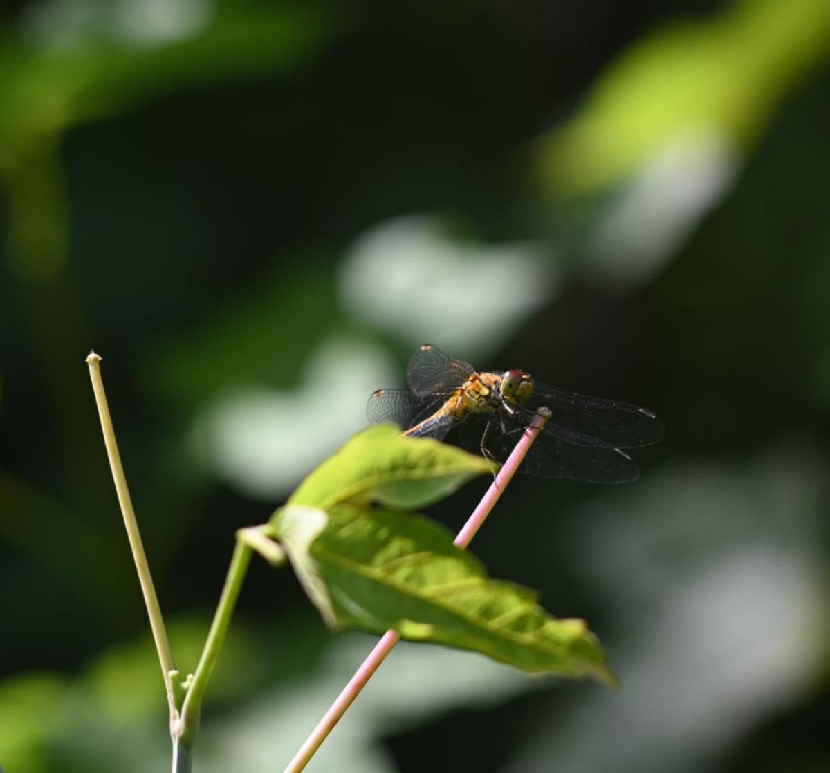 Выгуливала на днях мануальные стекла.
Побывала в трёх парках, поснимала на четыре стекла, прошла 25к шагов | Сетка — социальная сеть от hh.ru