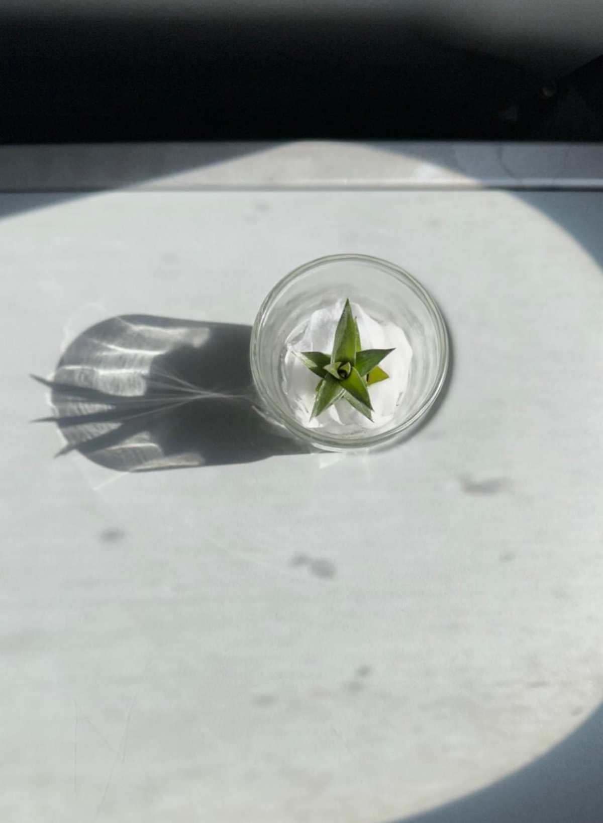 Росток ананаса и превратности моего поиска работы
Весь мой фокус сейчас — на поиске работы | Сетка — социальная сеть от hh.ru