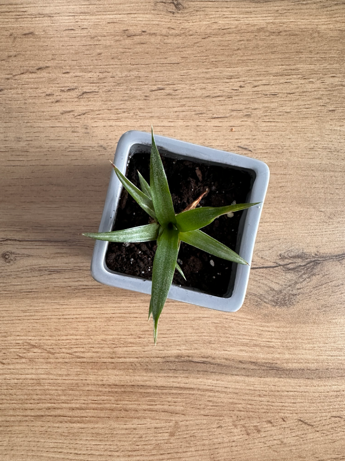 Росток ананаса и превратности моего поиска работы
Весь мой фокус сейчас — на поиске работы | Сетка — социальная сеть от hh.ru