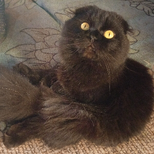 Мария Егорова | Сетка — социальная сеть от hh.ru