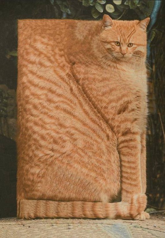 Утречка, #котизаи  🤗
👩‍🎨 loladupre #сюр #art #вдохновение #inspiration #art #cat #котики | Сетка — социальная сеть от hh.ru