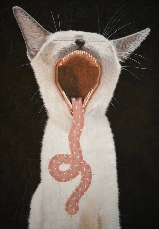 Утречка, #котизаи  🤗
👩‍🎨 loladupre #сюр #art #вдохновение #inspiration #art #cat #котики | Сетка — социальная сеть от hh.ru