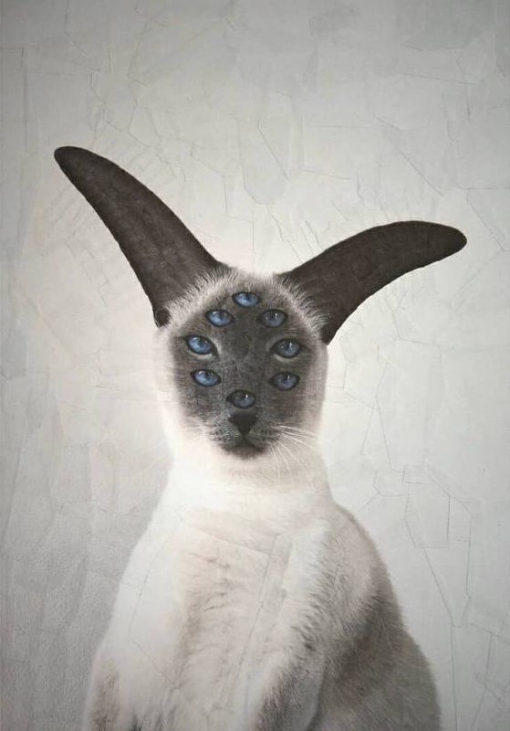 Утречка, #котизаи  🤗
👩‍🎨 loladupre #сюр #art #вдохновение #inspiration #art #cat #котики | Сетка — социальная сеть от hh.ru