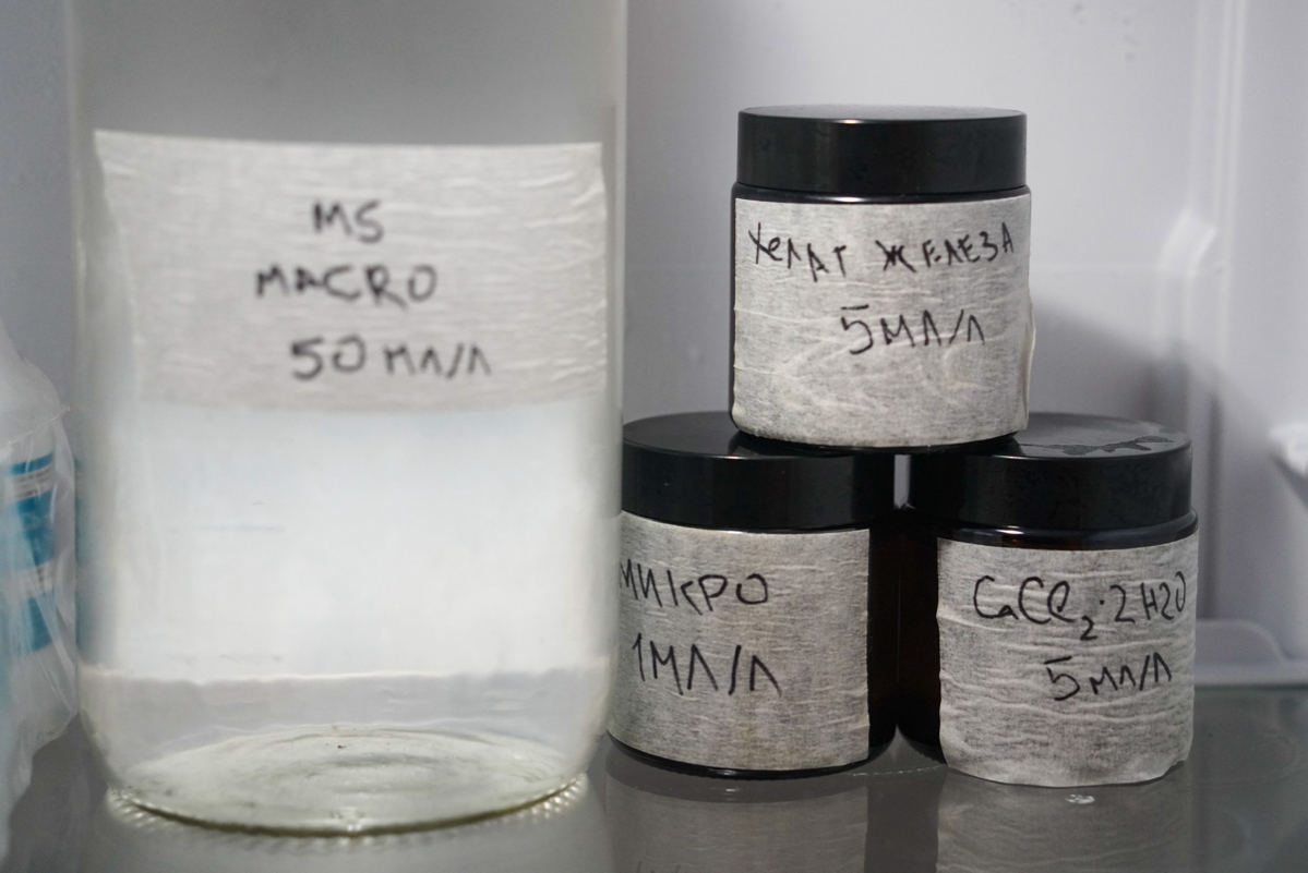 Своя среда Мурасиге-Скуга | Сетка — социальная сеть от hh.ru