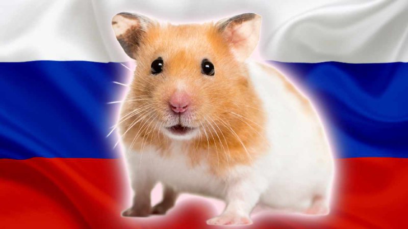 Согласно ВЦИОМ, 87% россиян знают о криптовалюте, 42% – о Hamster Kombat | Сетка — социальная сеть от hh.ru