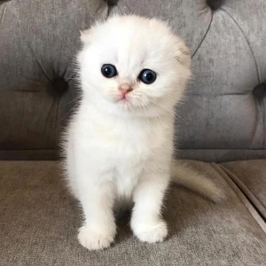 Нигина Хусанов