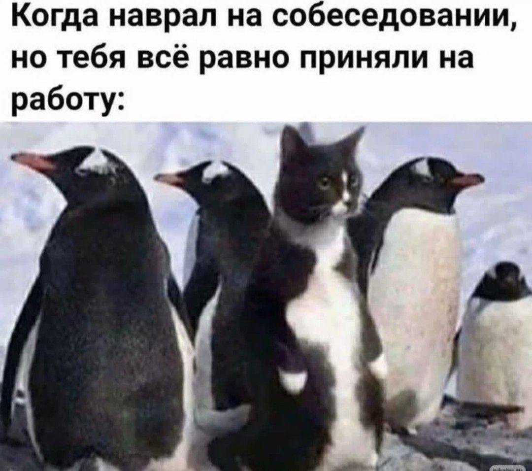 Все немнооого врут | Сетка — социальная сеть от hh.ru