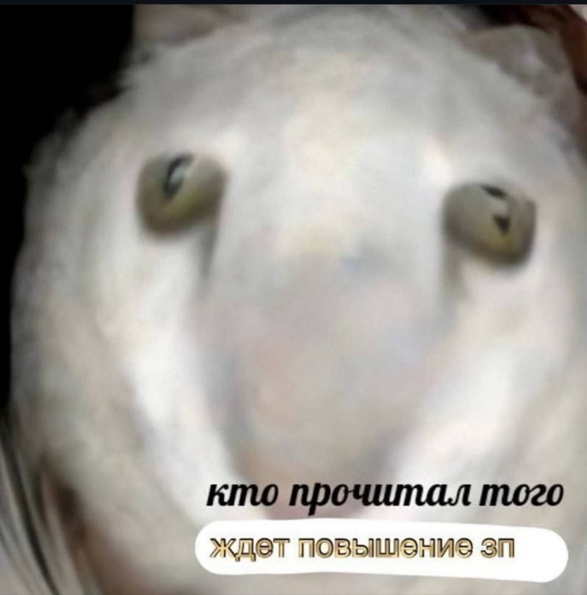 Не благодарите | Сетка — социальная сеть от hh.ru