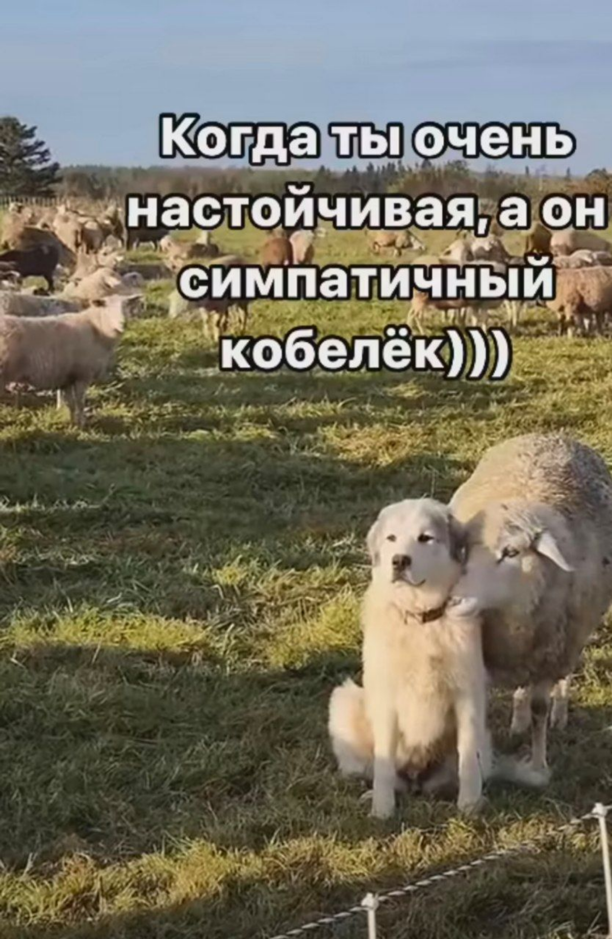 Почему HR не дают обратную связь✅️.
1.Нехватка навыков.
2.Страх перед конфликтом 👿(в случае отказа кандидату).
3. Сильная загруженность специалиста | Сетка — социальная сеть от hh.ru