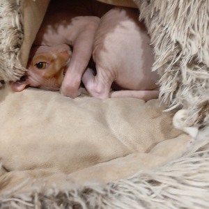 Алил Давыдов | Сетка — социальная сеть от hh.ru