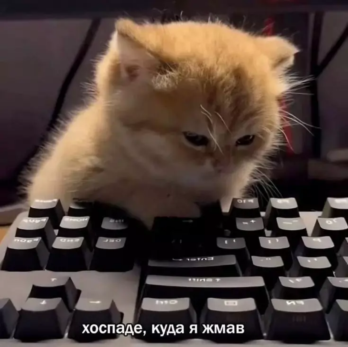 Что-то куда-то нажала и зачем-то выложила | Сетка — социальная сеть от hh.ru