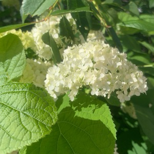Мария Сергеева