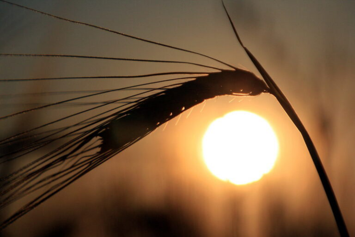 Опыт медиков прошлого поможет решить проблему потепления | Сетка — социальная сеть от hh.ru