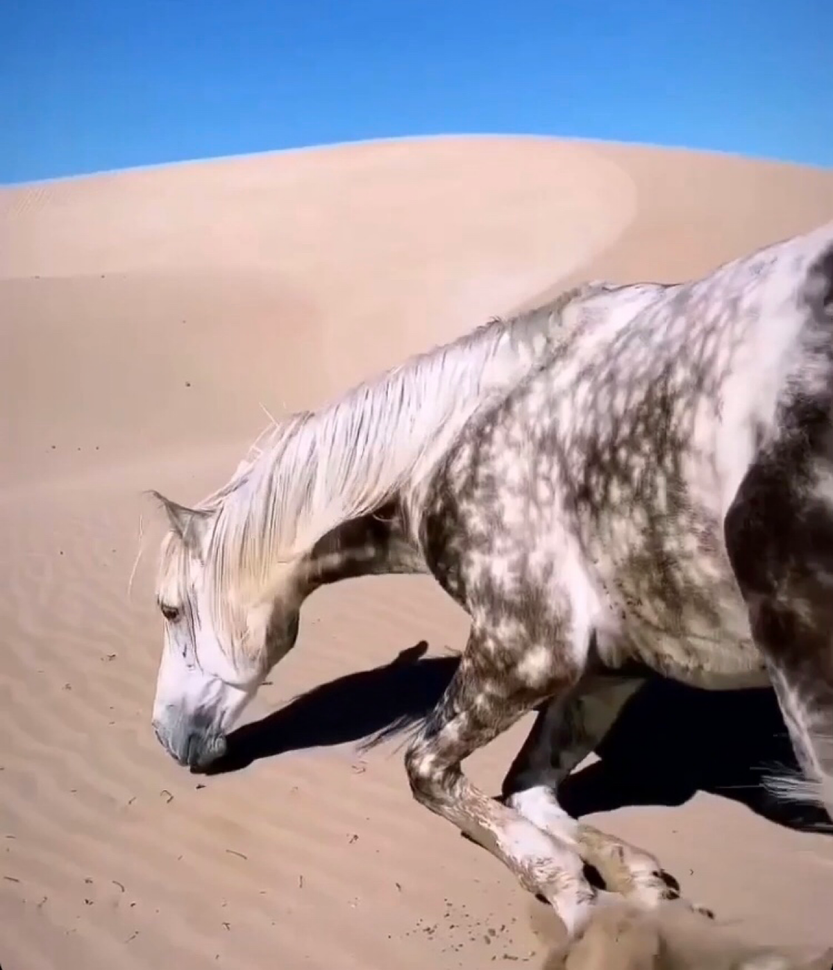 Love 💕 Horses 🐎
❤️ https://t.me/reddottart
#luxurylifestyle #horses #arab | Сетка — социальная сеть от hh.ru