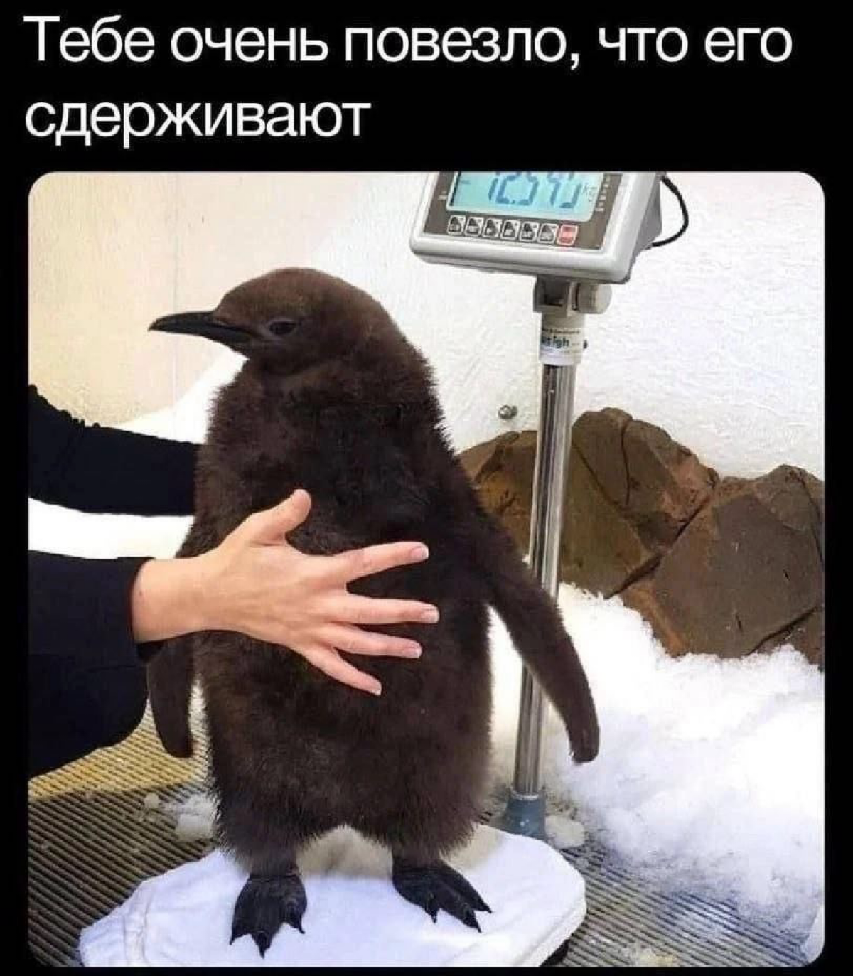 привет! 🫶
меня зовут даша и я менеджер неслабого звена, который сейчас открыт к сотрудничеству с новыми образовательными проектами
основная экспертиза в EdTech’e, плаваю как рыба в воде в детском сегм... | Сетка — социальная сеть от hh.ru