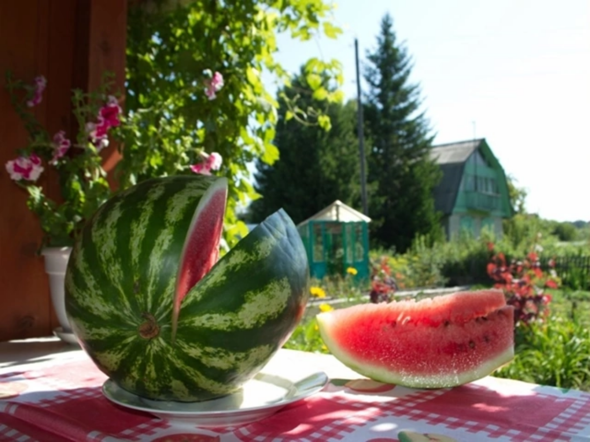 По арбузику 🍉 | Сетка — социальная сеть от hh.ru