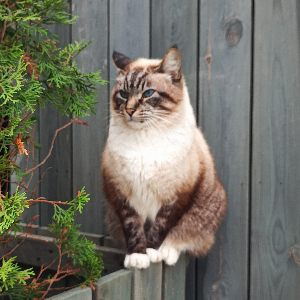 Michael Oleynik | Сетка — социальная сеть от hh.ru