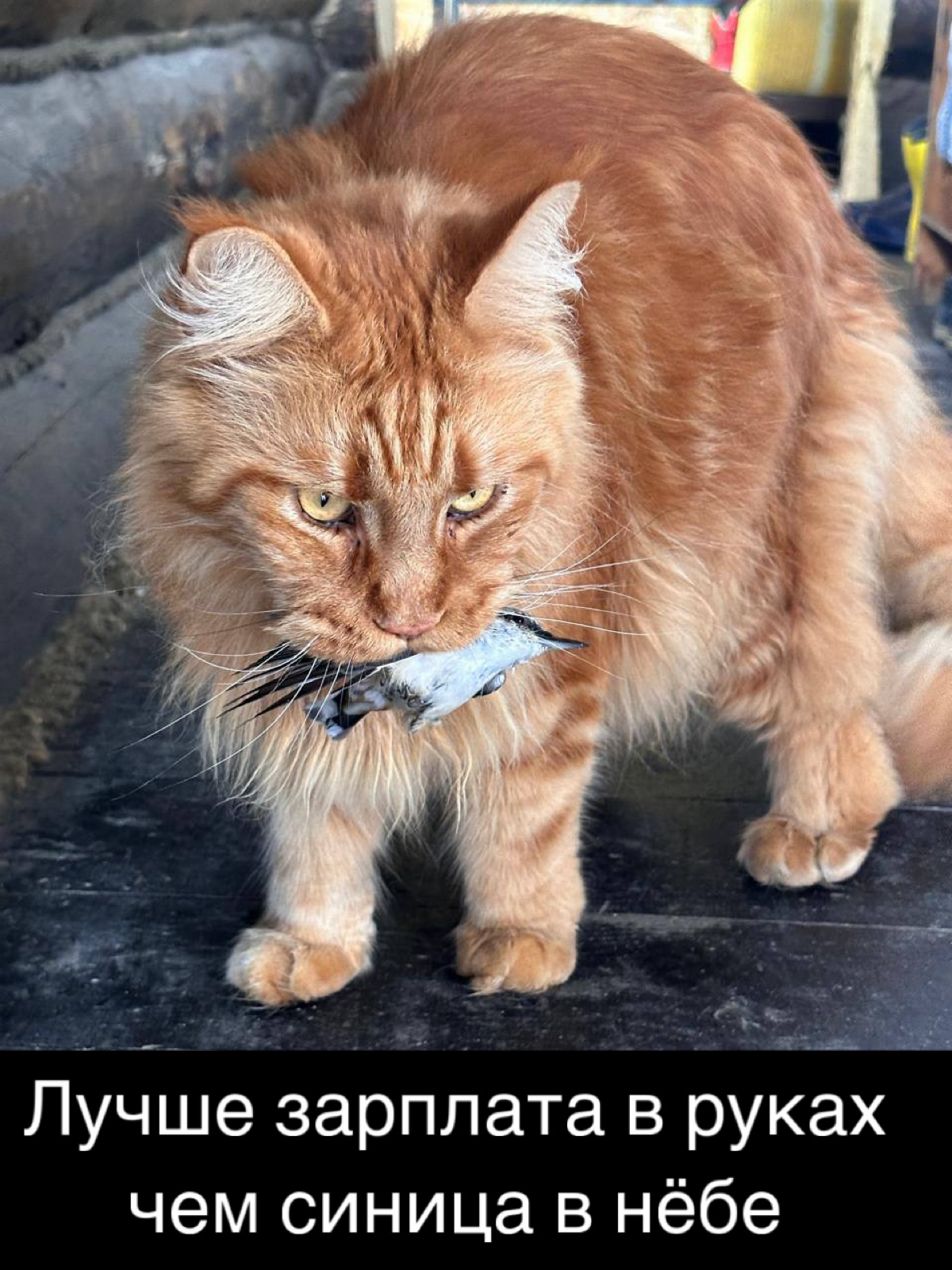 Сетка — социальная сеть от hh.ru