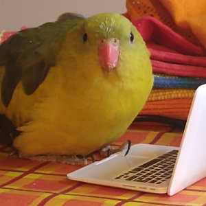 parrot on the web