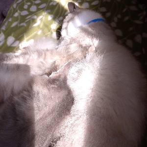 Алиса Маврина | Сетка — социальная сеть от hh.ru