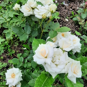 Александра Алемпьева