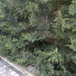 Марат Рахматчонов