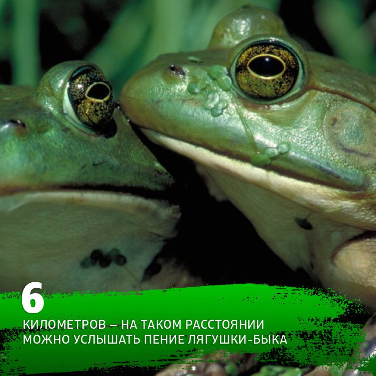 https://portalbio.ru/blog/1737 | Сетка — социальная сеть от hh.ru