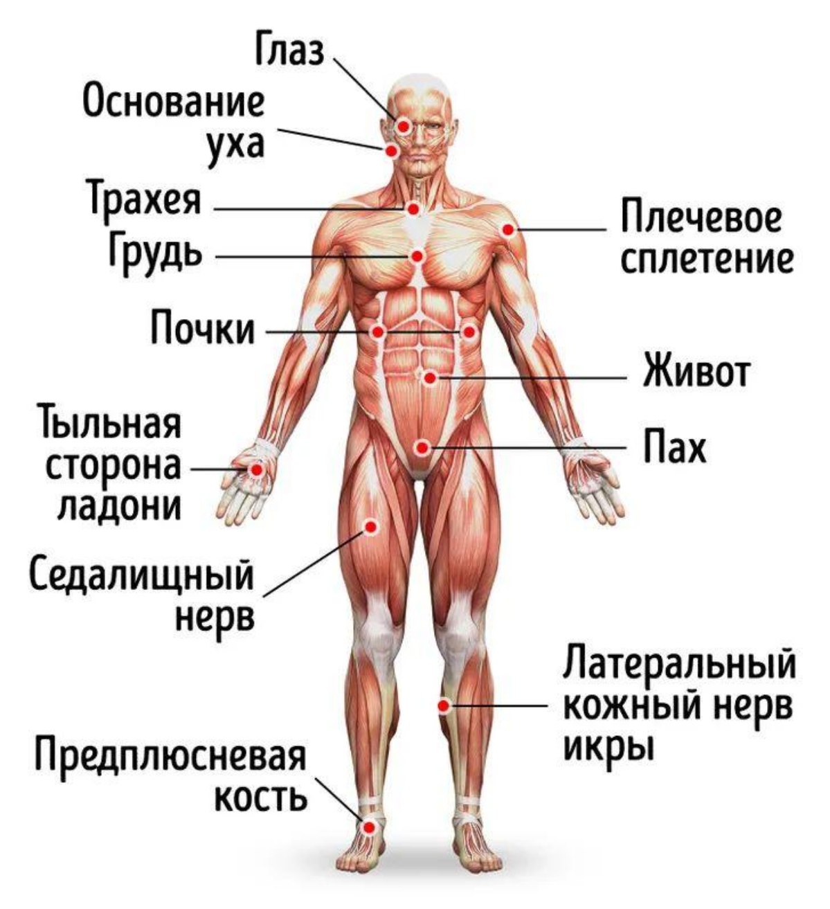 Рекомендация для женщин: Если на вас нападают, используйте ногти или тыльную сторону ладони | Сетка — социальная сеть от hh.ru