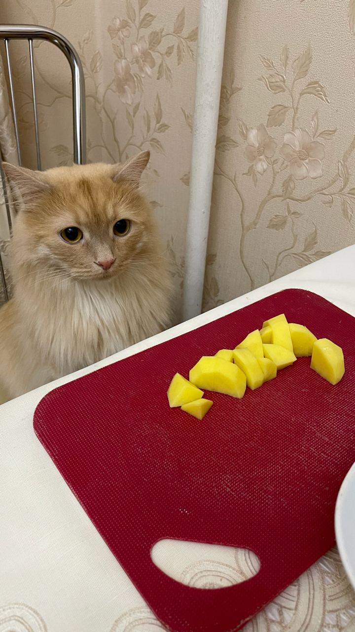 🐈 Покорми кота
Есть такие дела, которые лучше не откладывать:
• почистить зубы;
• покормить котика;
• заплатить налоги
Последствия сразу не наступят, но если наступят, будет плохо | Сетка — социальная сеть от hh.ru