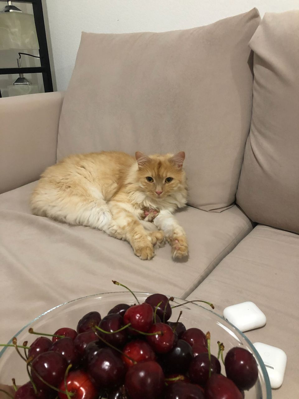 🐈 Покорми кота
Есть такие дела, которые лучше не откладывать:
• почистить зубы;
• покормить котика;
• заплатить налоги
Последствия сразу не наступят, но если наступят, будет плохо | Сетка — социальная сеть от hh.ru