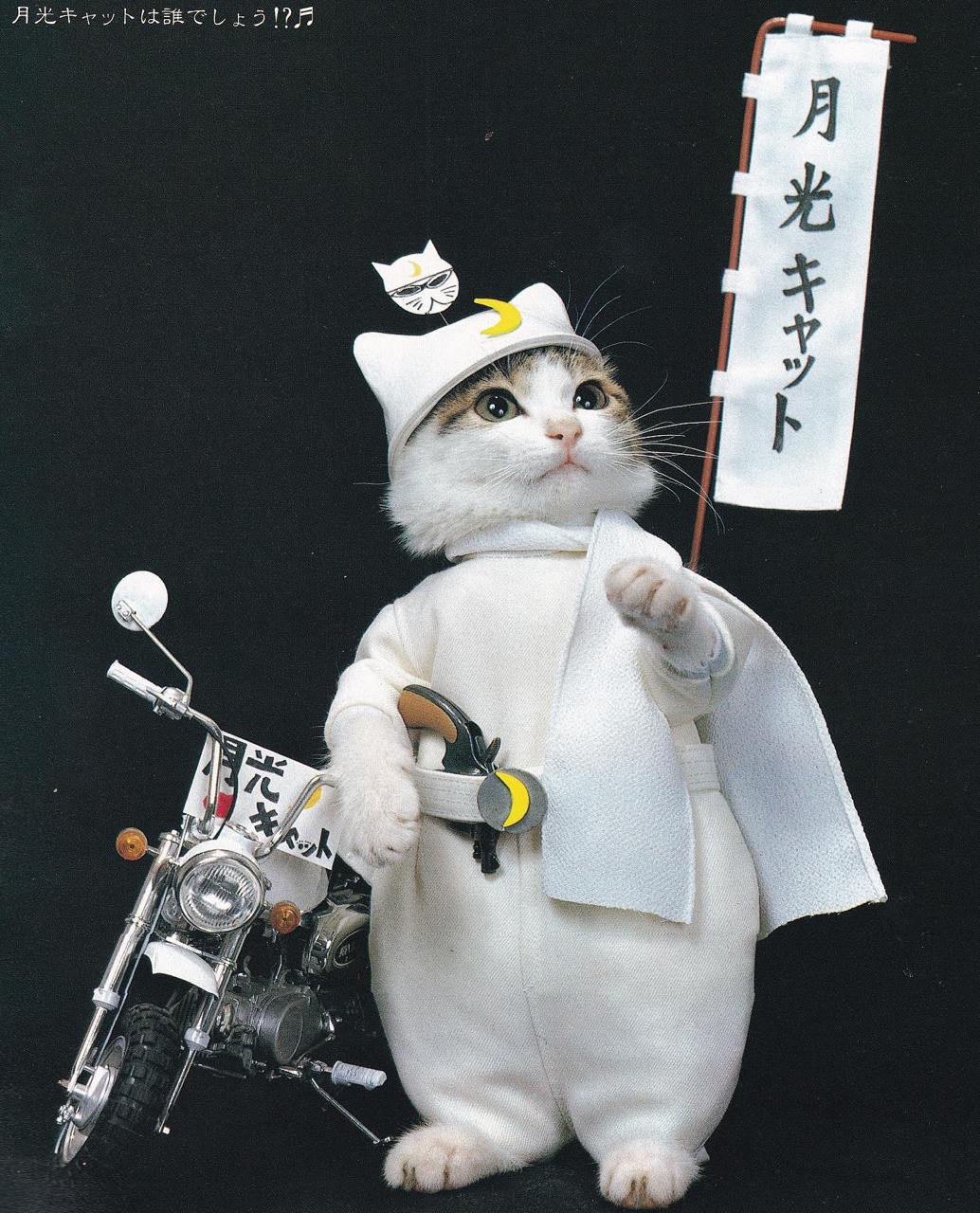 Намэнэко 『なめ猫』 — бренд «кошачьей фотографии», основанный в начале 1980-х годов японским фотографом Сатору Цуда | Сетка — социальная сеть от hh.ru