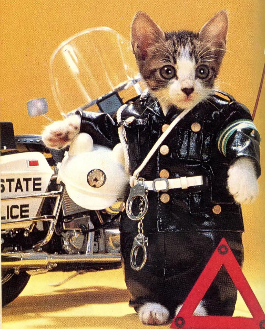 Намэнэко 『なめ猫』 — бренд «кошачьей фотографии», основанный в начале 1980-х годов японским фотографом Сатору Цуда | Сетка — социальная сеть от hh.ru