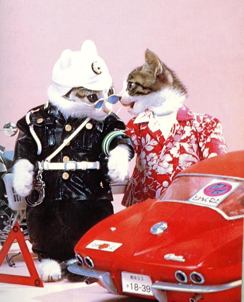 Намэнэко 『なめ猫』 — бренд «кошачьей фотографии», основанный в начале 1980-х годов японским фотографом Сатору Цуда | Сетка — социальная сеть от hh.ru
