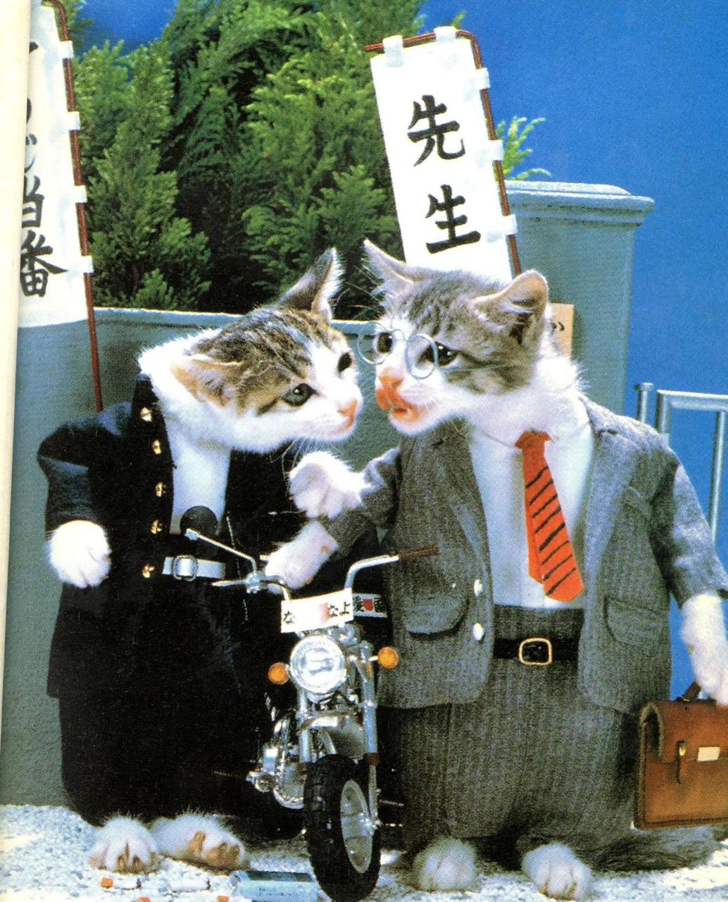 Намэнэко 『なめ猫』 — бренд «кошачьей фотографии», основанный в начале 1980-х годов японским фотографом Сатору Цуда | Сетка — социальная сеть от hh.ru