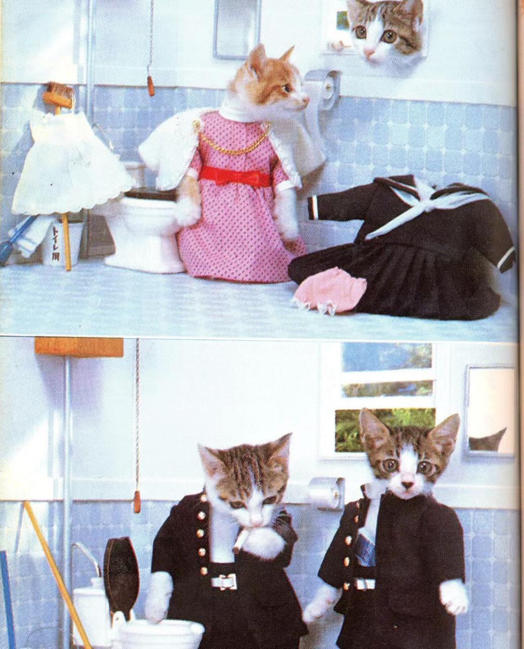 Намэнэко 『なめ猫』 — бренд «кошачьей фотографии», основанный в начале 1980-х годов японским фотографом Сатору Цуда | Сетка — социальная сеть от hh.ru