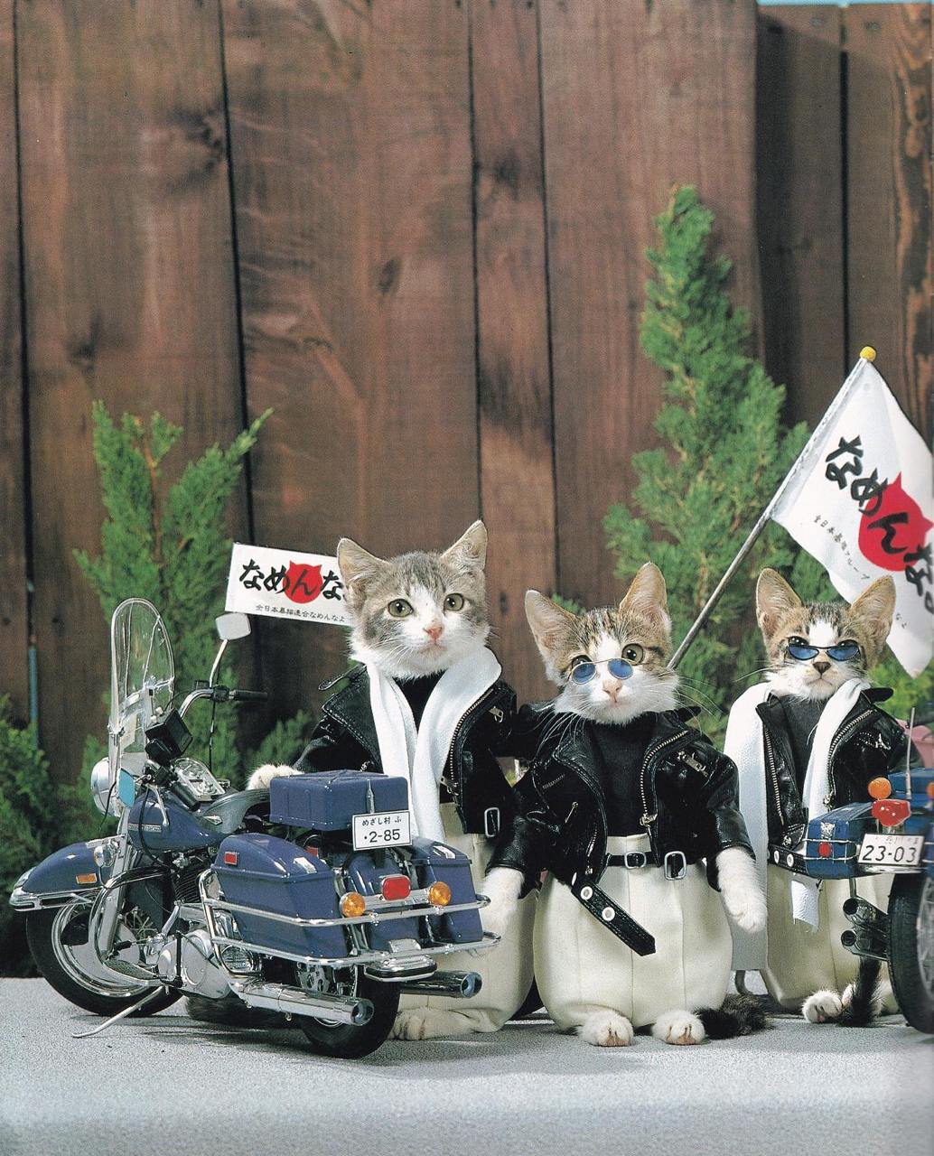 Намэнэко 『なめ猫』 — бренд «кошачьей фотографии», основанный в начале 1980-х годов японским фотографом Сатору Цуда | Сетка — социальная сеть от hh.ru