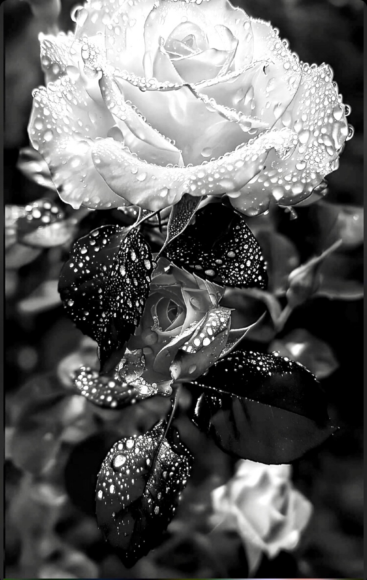 Black rose of love 🖤🌹
❤️ https://t.me/reddottart
#luxurylifestyle | Сетка — социальная сеть от hh.ru