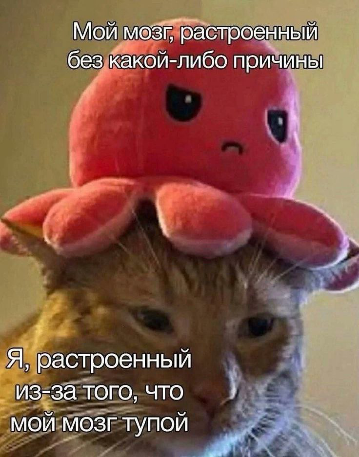 Коллеги, радуемся мемным котам и получаем дофамин с закрытых задач. Иначе никак | Сетка — социальная сеть от hh.ru