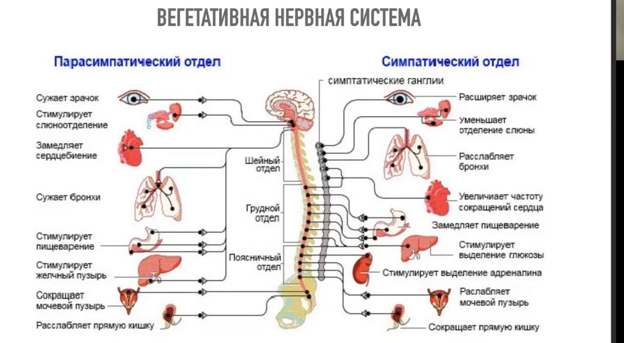 Пришла на тренировку по мобильности после работы и «отхватила пряников», что я - прямой потомок Буратино в плане гибкости | Сетка — социальная сеть от hh.ru