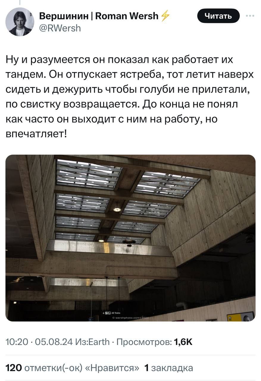 Чувак из Сан-Франциско разблокировал самую эпичную профессию — мужик просто выгуливает своего ястреба на станциях метро и получает за флекс деньги | Сетка — социальная сеть от hh.ru